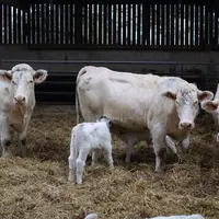 Veterinaire effecuant une tournee chez des eleveurs de bovins charolais dans le departement de la Meuse.
Controle sanitaire su