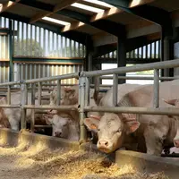 IMG_2833 / engraissement de jeunes bovins charolais. Alimentation en  élevage bovin.