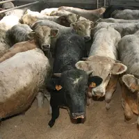 élevage de bovins viande. troupeau bovin en bâtiment. broutards croisés (charolais x aubrac  et blanc bleu belge x aubrac) dan