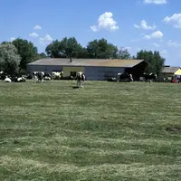 élevage laitier en Hongrie