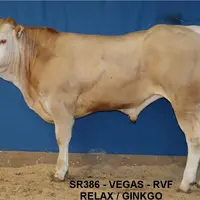 taureau blonde d'Aquitaine vente aux enchères