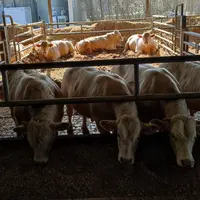 jeunes bovins charolais arvalis Saint-Hilaire-en-Wöevre