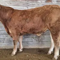 vente aux enchères taureau limousin Lanaud