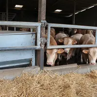 jeunes bovins blonde d'Aquitaine engraissement