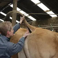 vaccination FCO vache parthenaise