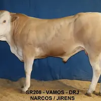 taureau blonde d'aquitaine vente aux enchères