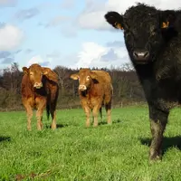 Dans le cadre du programme Cap Protéines, l’expérimentation du pâturage hivernal a porté sur un lot de 20 animaux en croissanc
