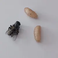 wohlfahrtia magnifica mouche larves myiase élevage ovin bovin