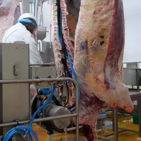 Abattoir de la coopérative Groupement des Eleveurs Girondins