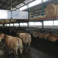 Séparation amovible sur câble dans la stabulation en logettes sur caillebotis des vaches aubrac. Au dessus des logettes, des b