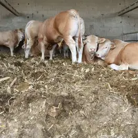 <em class="placeholder">Jeunes bovins blonds d'Aquitaine sur paille de maïs, en Loire-Atlantique (Occitanie)</em>