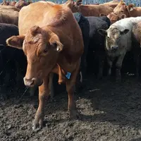 Exploitation canadienne en élevage bovin allaitant (chez Richard et Ganet Rey, éleveurs dans le Manitoba). agriculture canadie