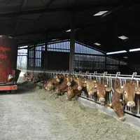 élevage bovin allaitant de race limousine. bovins viande. alimentation. distribution de la ration. fourrage. vaches au cornadi