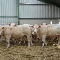 <em class="placeholder">Broutards charolais en bâtiment dans la Nièvre</em>
