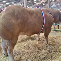 concours animaux de boucherie de Rouen