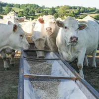 vaches charolaises à l'engraissement auge pré