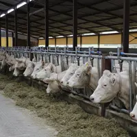 Vaches charolaises dans un bâtiment