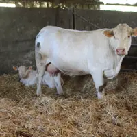 vache charolaise veau nouveau-né
