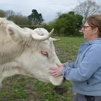 éleveuse dans un pré avec un boeuf charolais