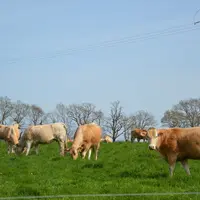 vaches blonde d'Aquitaine pâturage