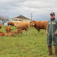 éleveur bovins viande prairies limousines printemps