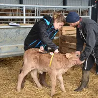 veau nouveau-né aubrac mesure du tour de poitrine
