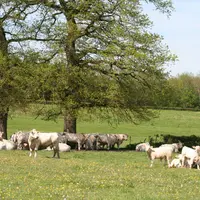 vaches charolaises bourgogne prairie