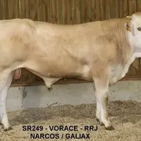 taureau blonde d'Aquitaine vente aux enchères