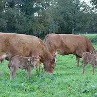 vache limousine veau nouveau-né pâturage prairie