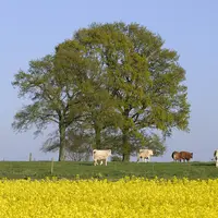 vaches allaitantes pâturage colza