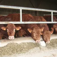 jeunes bovins engraissement Limousine