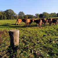 limousines prairies hiver