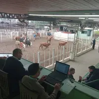 Vue de la piste de vente et de la tribune du marché aux bestiaux organisé tous les jeudis par la coopérative argentine La Gana