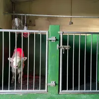 Veau charolais âgé de quatre jours mis sous perfusion et hospitalisé pour cause de gastro-entérite néonatale à la clinique vét