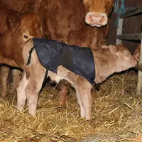 veau nouveau-né Limousine manteau