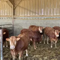 jeunes bovins limousins engraissement