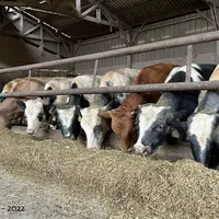 350 000 veaux laitiers étant exportés chaque année, la marge de progression de ces filières est élevée.