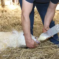 L'éleveur allaitant administre le colostrum au veau nouveau-né à l’aide d’une tétine montée sur une bouteille.