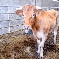 vache blonde d'Aquitaine atteinte de MHE
