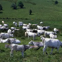 vaches race Gasconne des Pyrénées en estive dans les Pyrénées