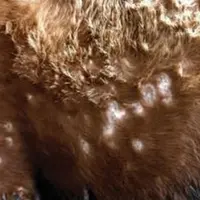 dermatose nodulaire contagieuse (DNC) maladie bovin