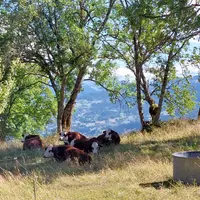 vaches abondance pâturage savoie