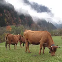 vaches tarines savoie