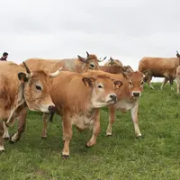 vaches aubrac suitées prairie