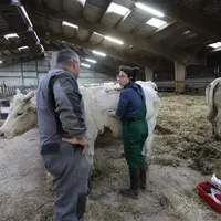Veterinaire effecuant une tournee chez des eleveurs de bovins charolais dans le departement de la Meuse.
Controle sanitaire su