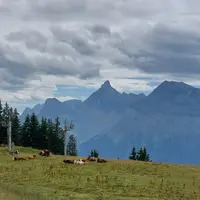 Haute-Savoie prairie troupeau bovin laitier