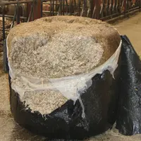 enrubannage maïs plante entière bovins viande