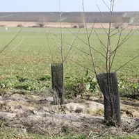plantation haies Marne
