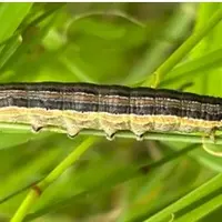 cirphis chenille des prairies Mythimna unipuncta