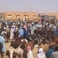 marché de bétail vif au Niger